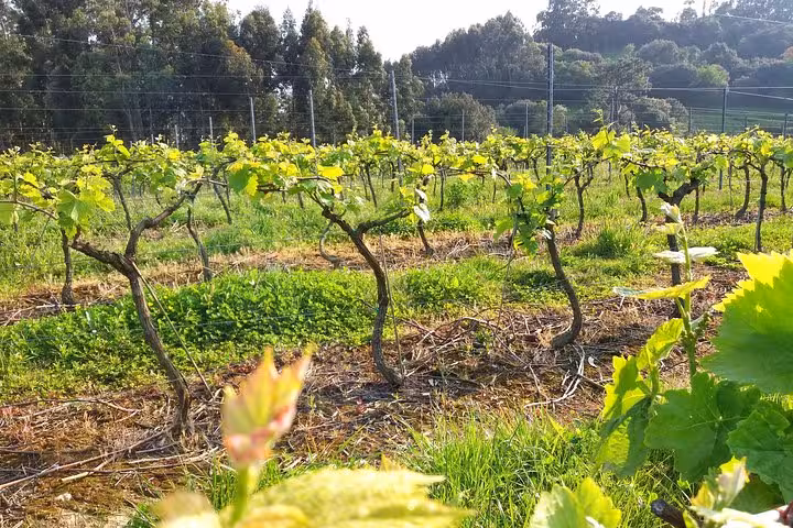 Vibrant vineyard landscape in Santander showcasing rows of grapevines under the sun.