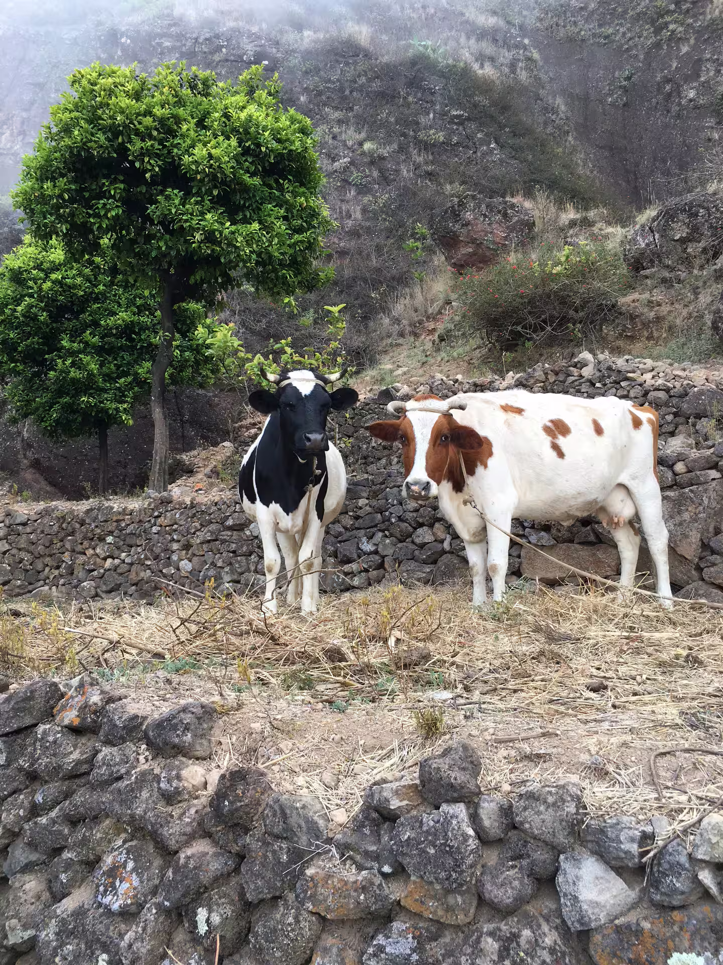 Cows grazing on a scenic hillside in Santo Antão, Cape Verde, showcasing lush greenery and rustic stone paths during a day trip from São Vicente.