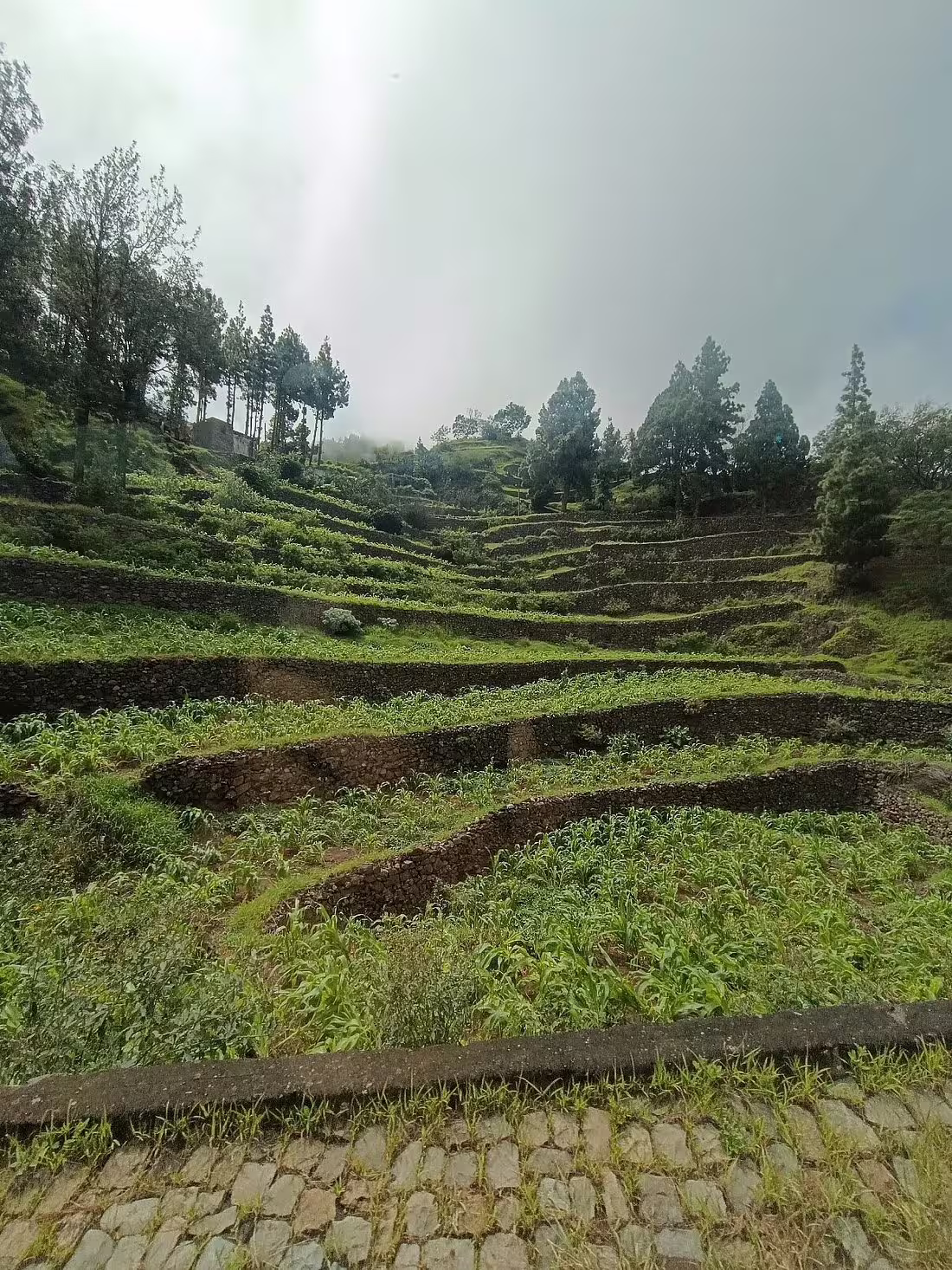 Lush terraced fields and pine-covered hills under a cloudy sky in Santo Antão, Cape Verde, ideal for scenic day trips.