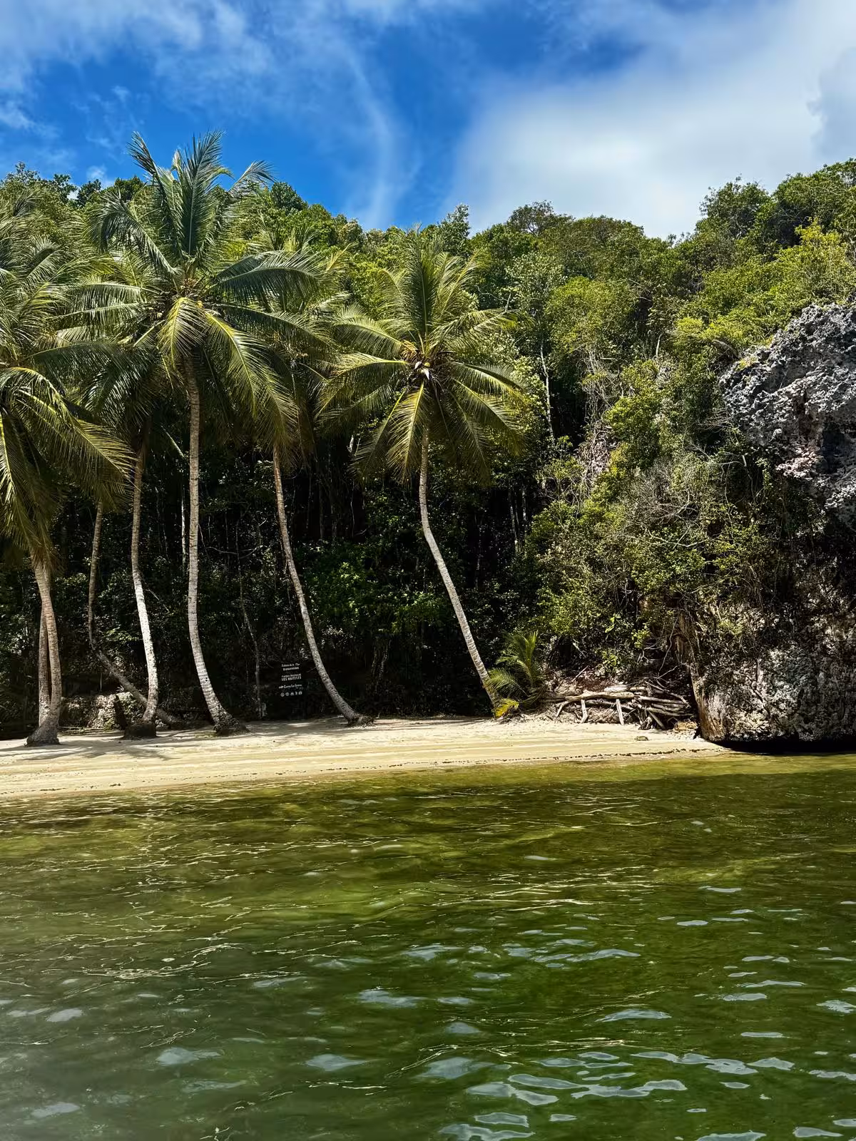 Palm trees and green park area in Santo Domingo