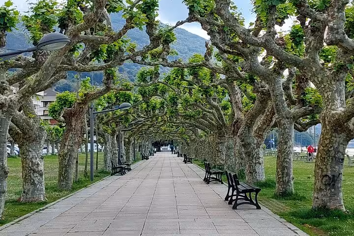 Picturesque tree-lined pathway in Santoña, offering a serene walk with benches and lush greenery.