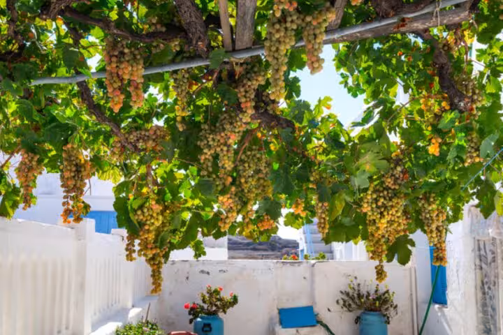 Santorini vineyard pergola with hanging grapes in a traditional village courtyard on cruise wine tour