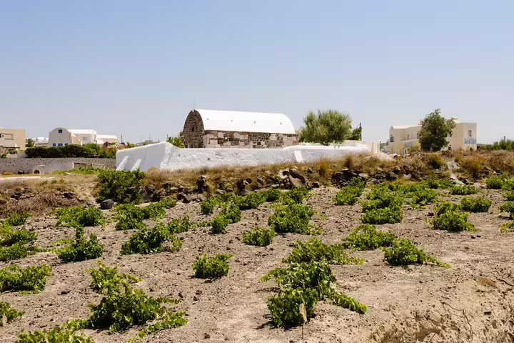 Santorini vineyard landscape near a traditional winery, a stop on the Santorini Highlights 3-day private tour from Athens