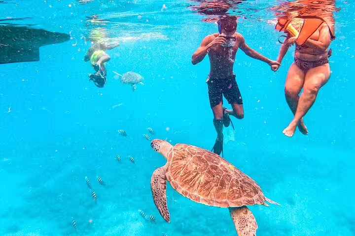 Snorkelers explore vibrant waters with sea turtles during the São Vicente morning tour, ideal for marine life enthusiasts.