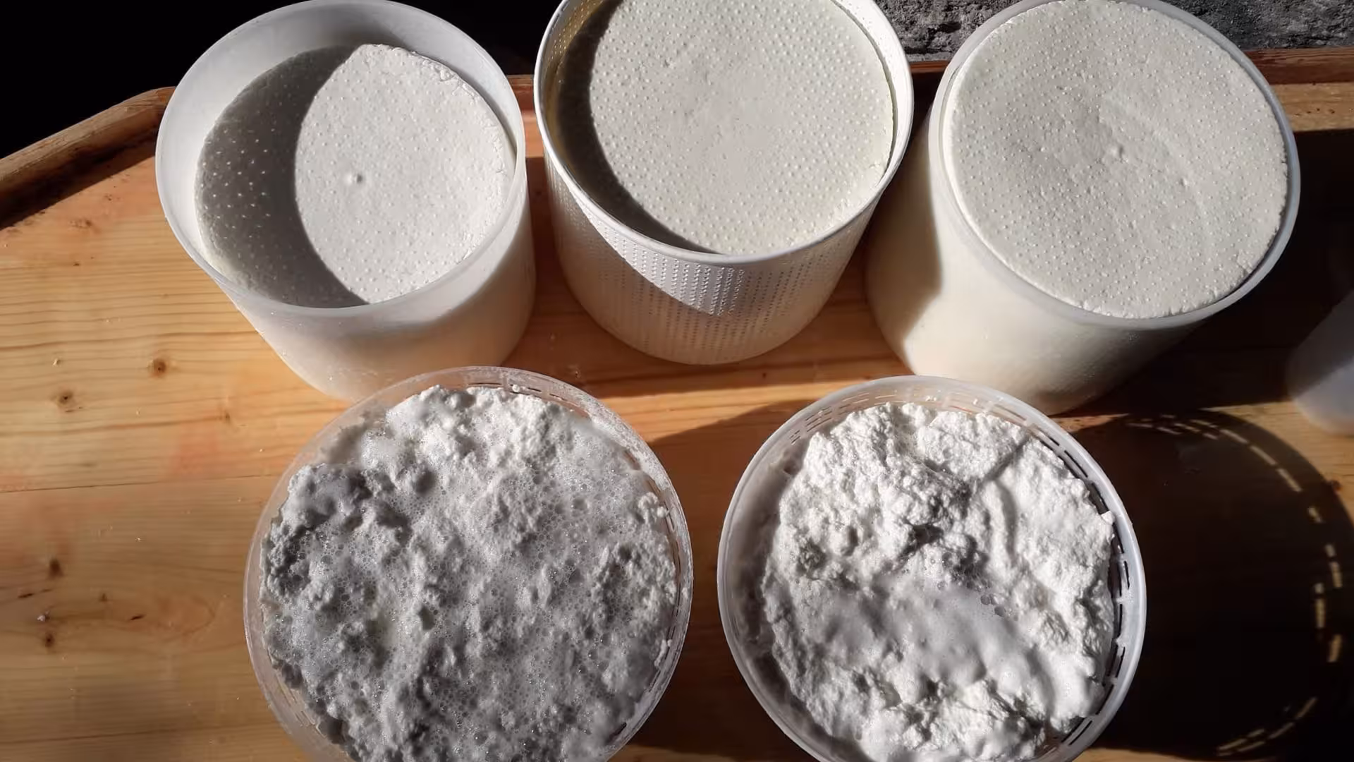 Freshly molded pecorino cheese rounds drying in natural light at a Sardinian cheese workshop.