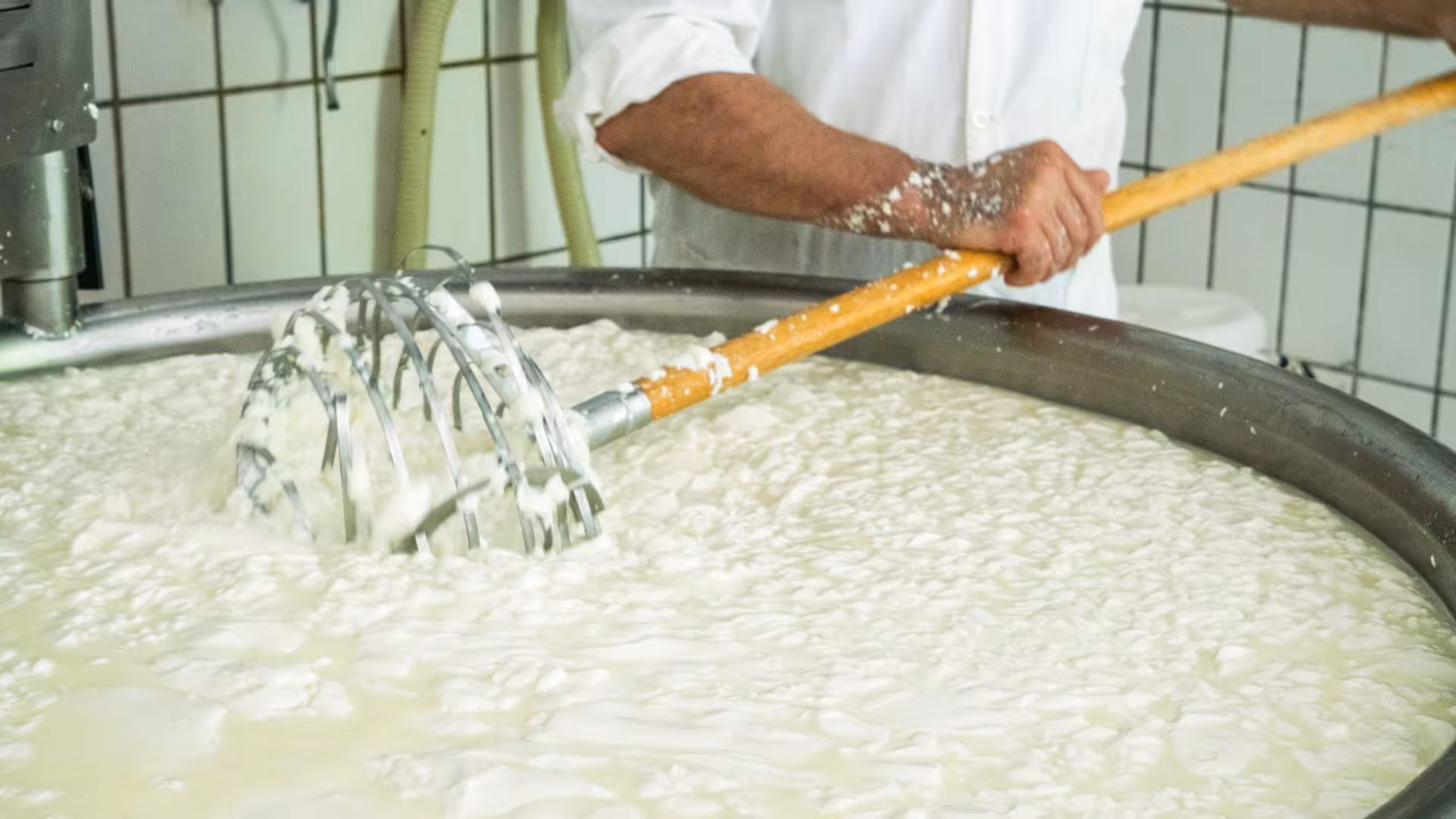 Cheesemaker stirring curds in a large vat during a Sardinian pecorino workshop in Burgos.
