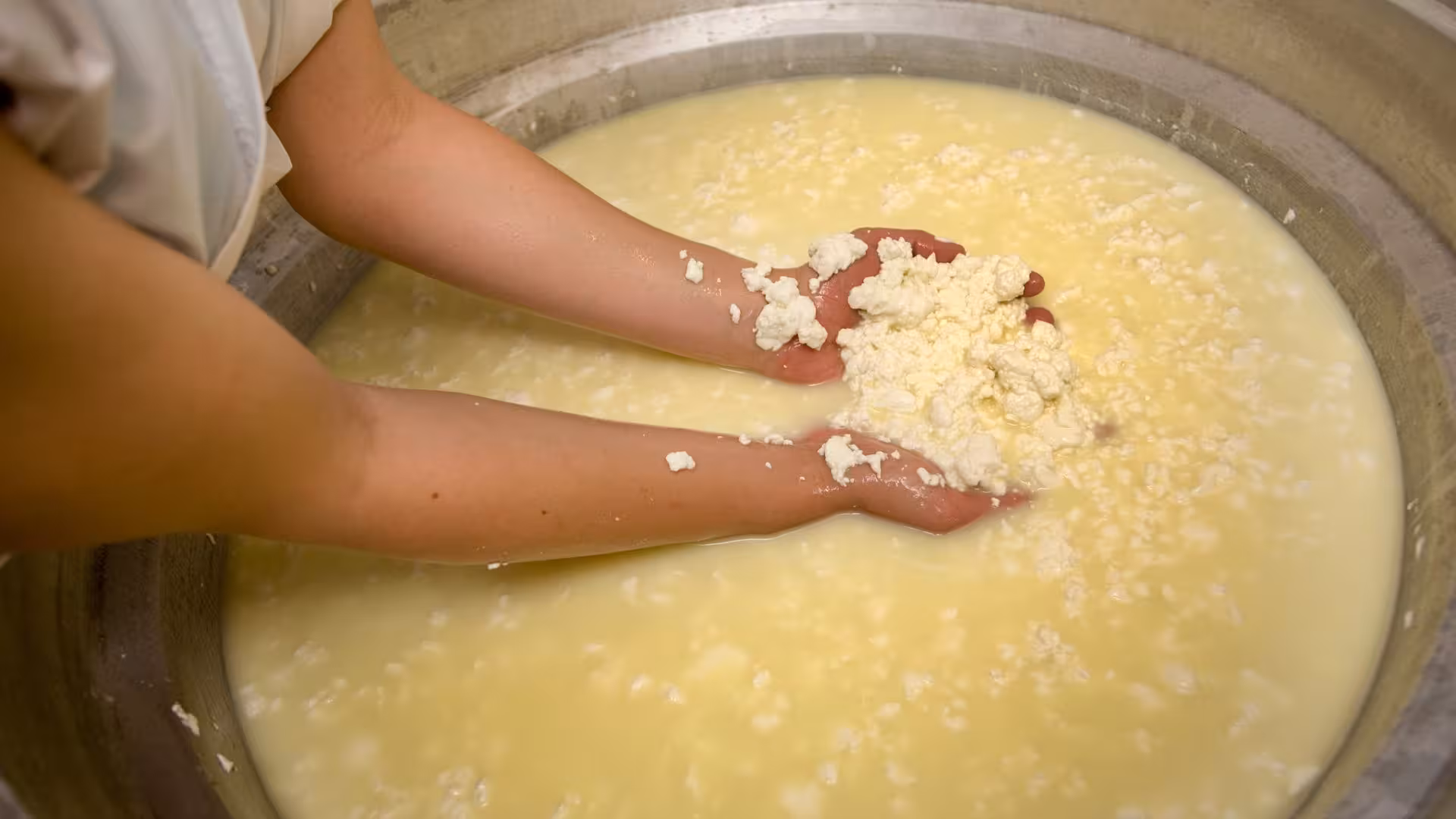 Hands gathering fresh curds in a traditional Sardinian pecorino cheese-making workshop in Burgos.