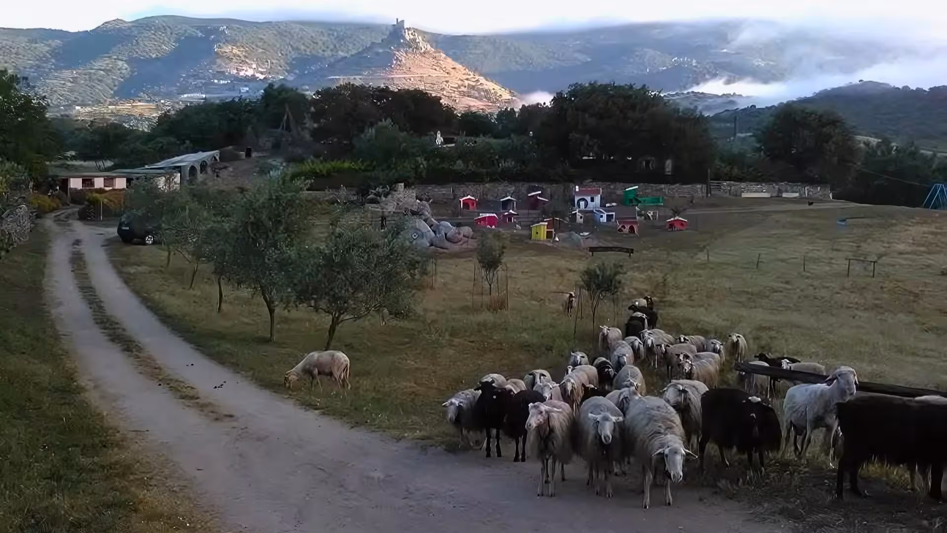 Sheep grazing in a picturesque Sardinian landscape, ideal for a pecorino cheese workshop in Burgos.