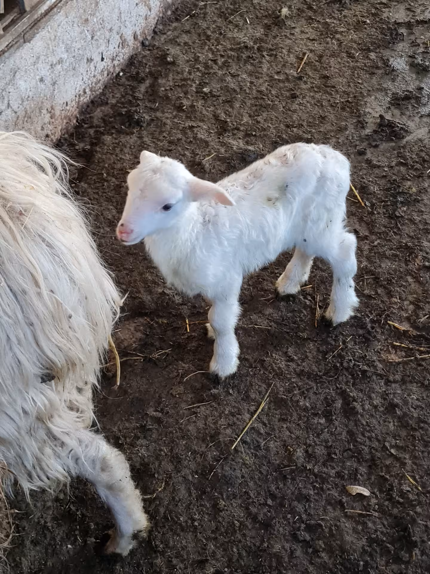 Adorable lamb in Bitti farm, showcasing authentic Sardinian shepherd life on a day tour with local lunch experience.