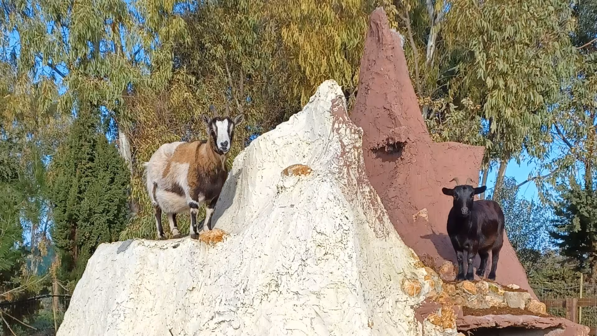 Curious goats perched on rocky terrain at an educational farm in Sassari, offering engaging animal encounters.