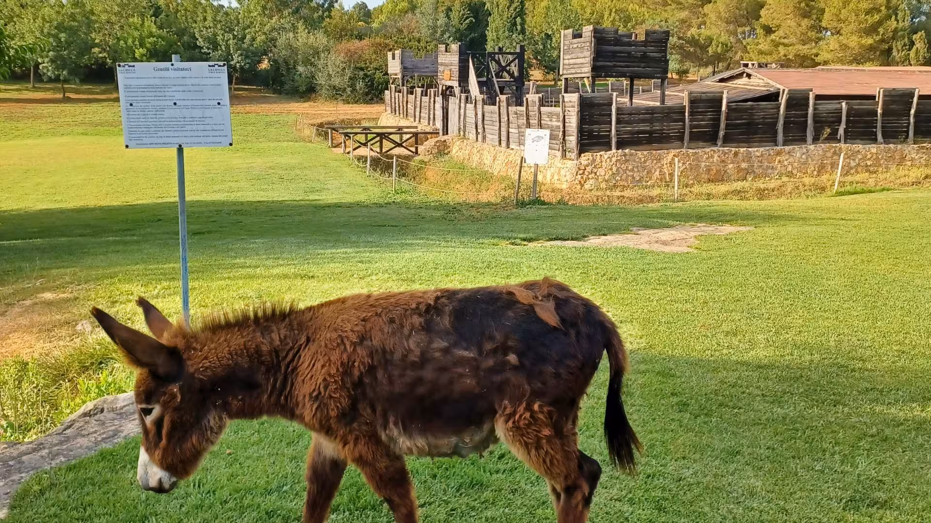 A donkey grazes near the wooden structures of the Roman Castrum at the educational farm in Sassari.