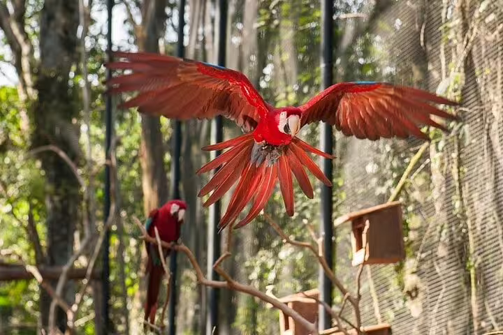 Scarlet macaws soaring gracefully at Foz do Iguaçu bird sanctuary, part of a private tour with scenic flight.