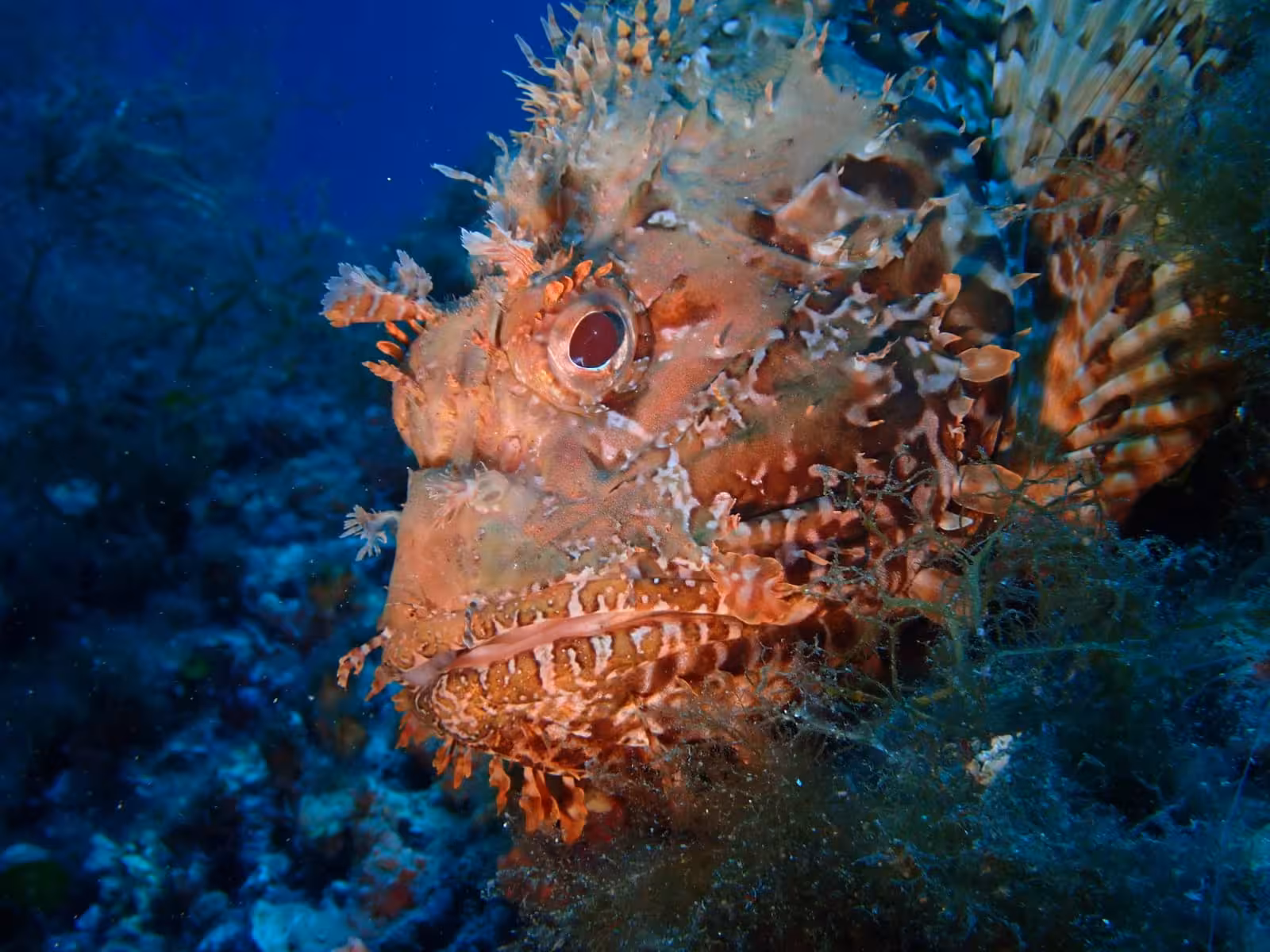Detailed view of a scorpionfish camouflaged among underwater vegetation in Alghero, ideal for diving enthusiasts.