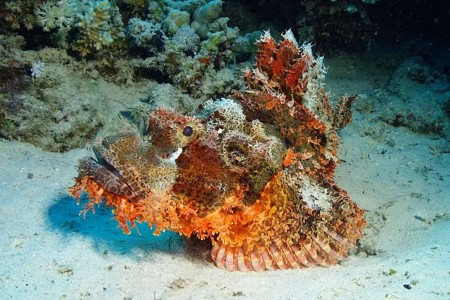 Scorpionfish camouflaged on Marsa Alam's vibrant coral reef, showcasing marine biodiversity in Egypt's Red Sea.