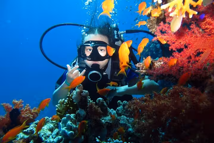 Scuba diver by vibrant coral and orange fish in Ras Mohamed, Sharm El Sheikh day sail and snorkel tour