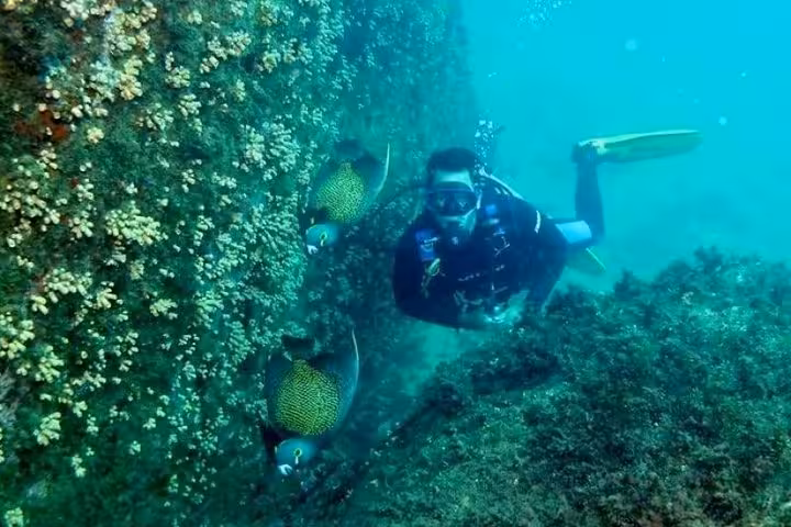 Scuba diver exploring a coral-covered underwater wall with two angelfish during a 9 AM diving baptism tour.