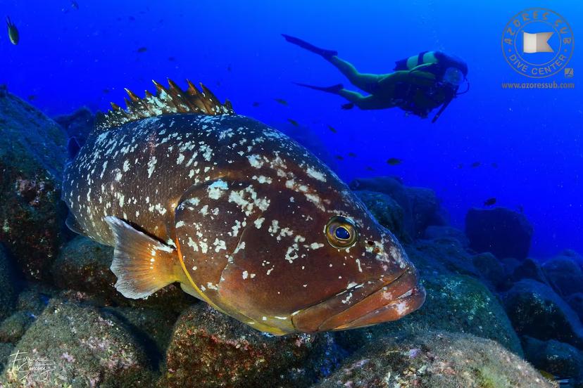 Scuba diver swimming past a giant grouper on a rocky reef, Diving Exit underwater tour in the Azores