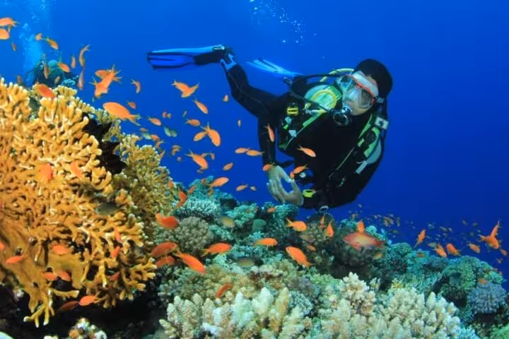 Scuba diver explores Ras Mohamed coral reef with colorful fish on VIP boat tour to White Island, Sharm