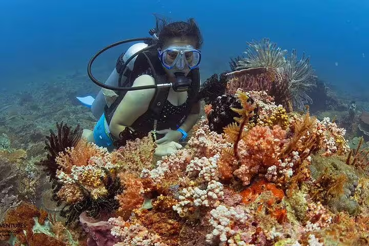 Scuba diver exploring vibrant Red Sea coral reef on VIP boat diving and snorkeling day trip from Hurghada