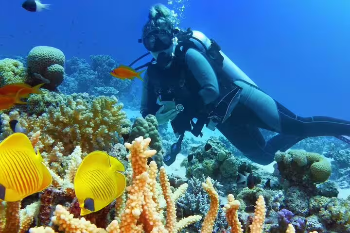 Scuba diver exploring vibrant Red Sea coral reef with tropical fish on VIP diving and snorkeling day trip from Hurghada