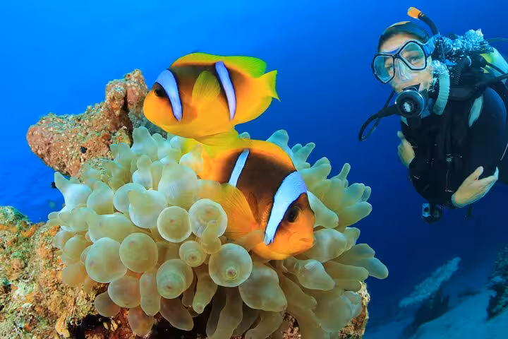 Scuba diver watching clownfish in anemone on Hurghada Red Sea dive, perfect for beginners and certified
