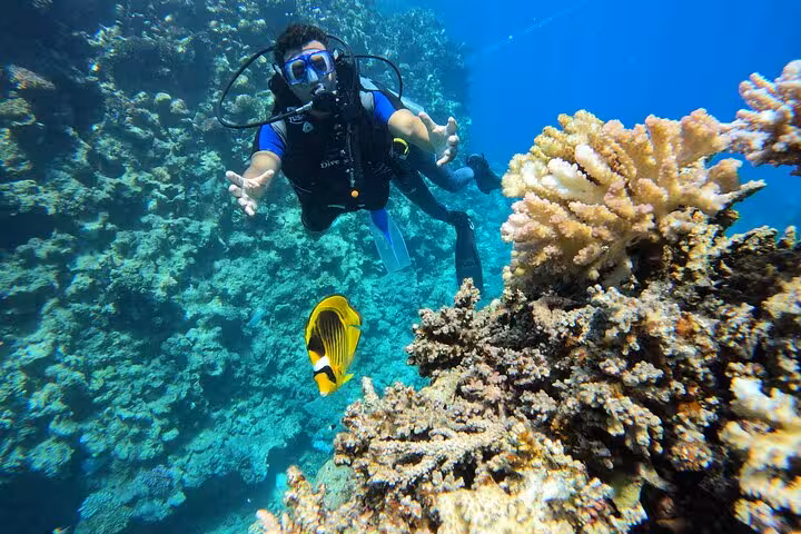 First-time scuba diving discovery dive as diver swims over coral garden, spotting yellow butterflyfish underwater