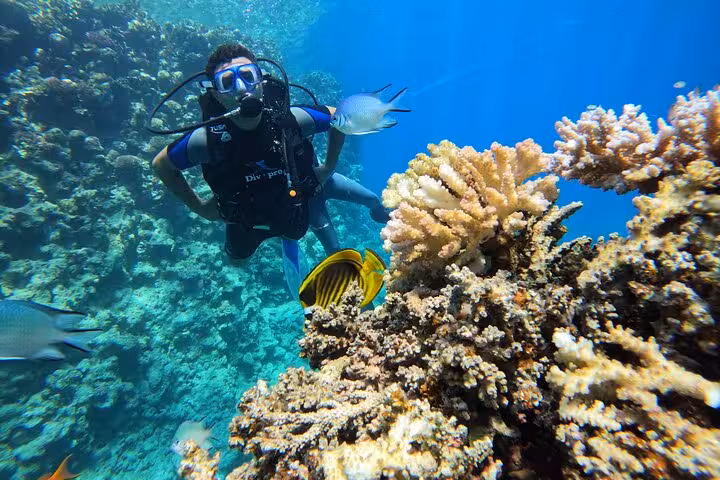 Scuba Diving Discovery Experience with diver hovering by colorful coral reef and reef fish in crystal-clear sea