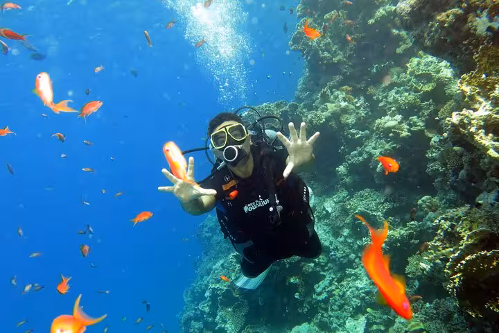 Scuba diving discovery experience with new diver hovering by coral wall as colorful reef fish swim past