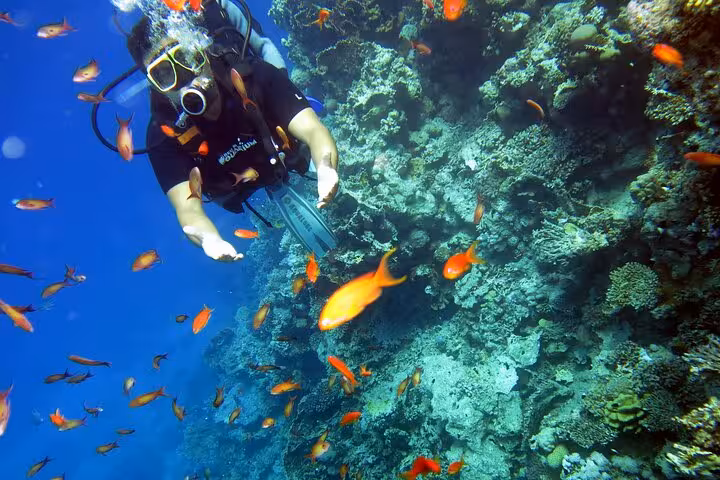 New scuba diver swims beside colorful reef wall with orange fish on a guided discovery scuba dive tour