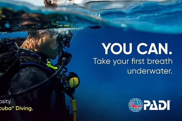Underwater scuba diving experience in Funchal with PADI certification, showcasing a diver exploring vibrant marine life.