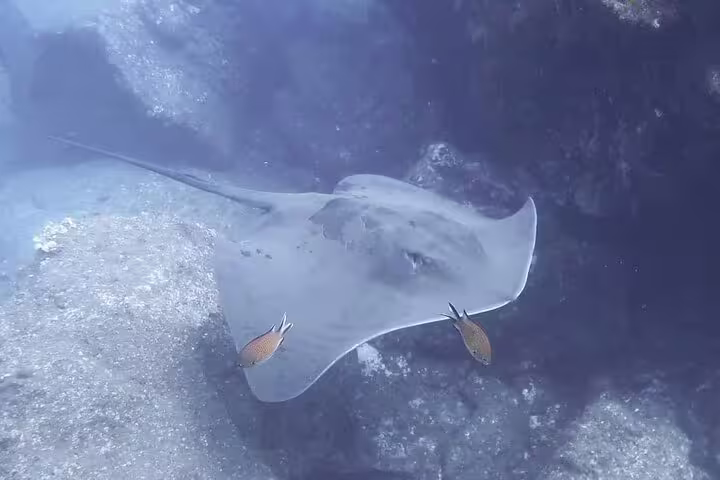 Diving with graceful stingrays in Funchal's crystal-clear waters, discover the vibrant marine life on a thrilling scuba adventure.