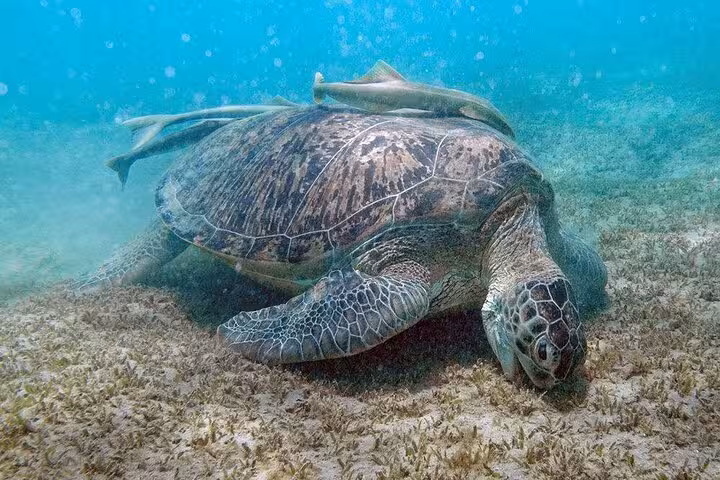 Sea turtle grazing on seagrass in Abu Dabab Bay, top snorkeling highlight on semi-private Hurghada trip with lunch