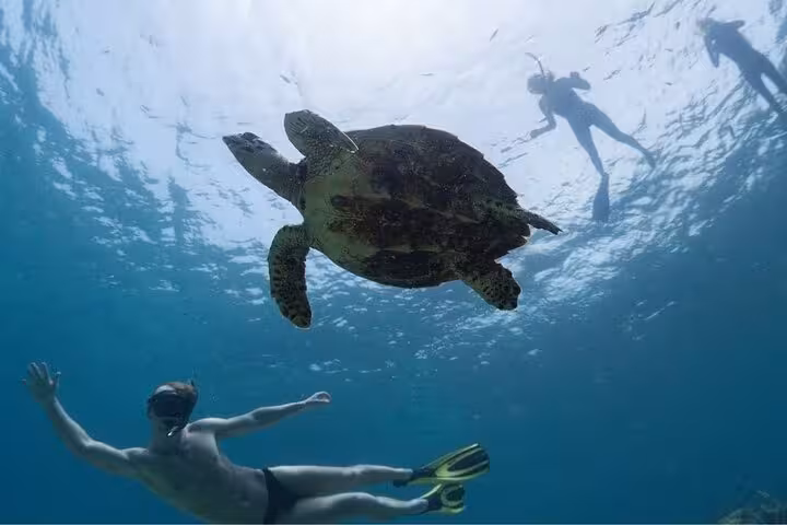 Sea turtle gliding above snorkelers in Abu Dabab Bay, Marsa Alam on semi-private Hurghada tour with tickets and lunch