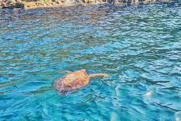 Sea turtle swimming in crystal-clear Comino waters during Malta Blue Lagoon caves and Gozo tour