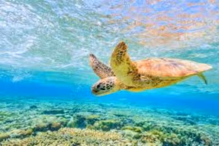 Sea turtle gliding over coral reef in Abu Dabab Bay, Red Sea, on a full-day private experience from Hurghada