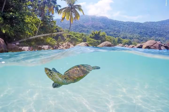 Sea turtle swimming in crystal-clear waters of Lagoa Azul, surrounded by lush tropical scenery and palm trees.