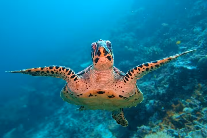 Close-up sea turtle swimming in clear Red Sea water at Marsa Mubarak, Marsa Alam snorkeling boat excursion