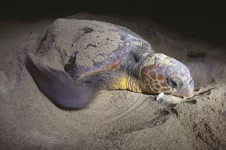 Night sea turtle nesting on sandy beach, close-up under spotlight during guided sea turtle observation tour