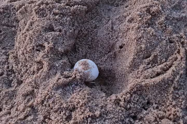 Witness the nesting site of a sea turtle with an egg nestled in the sandy shores of Ras Al Hadd.