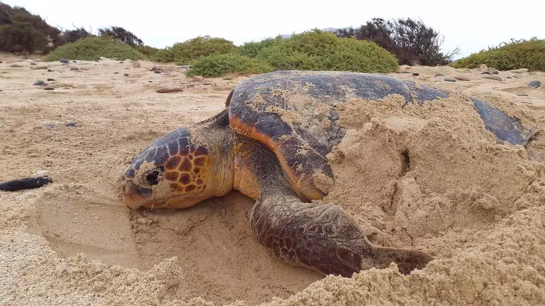 Sea turtle nesting on sandy beach, close-up of turtle resting in sand during guided observation tour