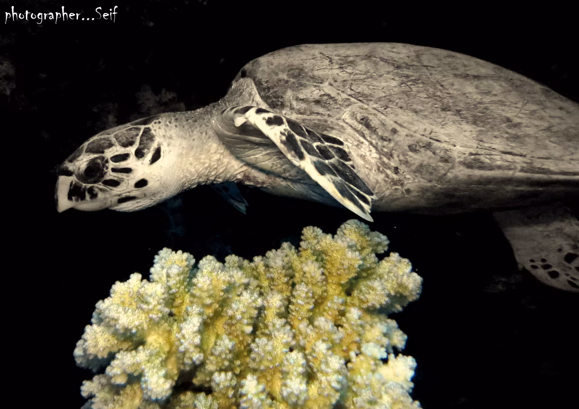 A sea turtle gracefully swimming over coral reefs during a night dive in Fujairah, highlighting marine biodiversity.