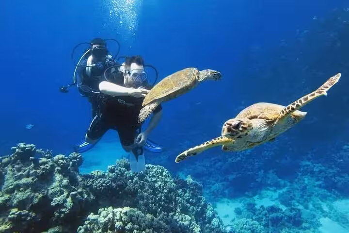 Diver swimming beside sea turtles over Ras Mohamed coral garden, Red Sea snorkeling day trip from Sharm el Sheikh