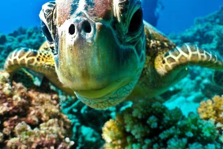 Close-up sea turtle over Red Sea corals on a semi submarine tour from Sharm El Sheikh snorkeling area