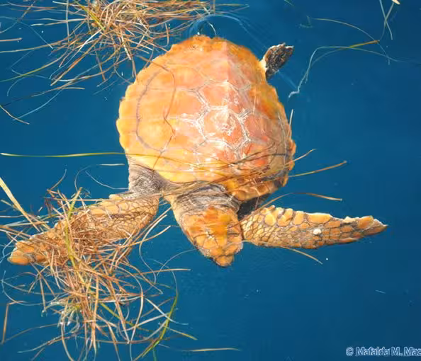 Sea turtle floating among seagrass in bright blue water, often spotted on eco-friendly dolphin watching tours