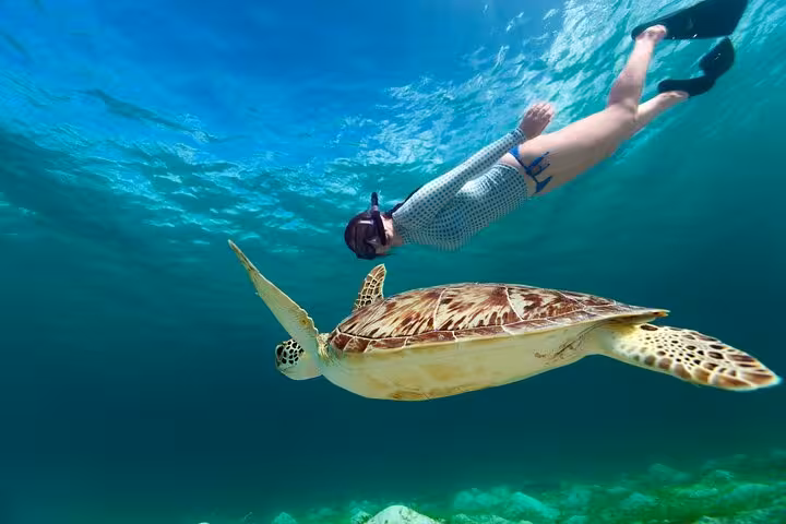 Snorkeler swimming with sea turtle at Marsa Mubarak, Marsa Alam boat trip snorkeling in the Red Sea