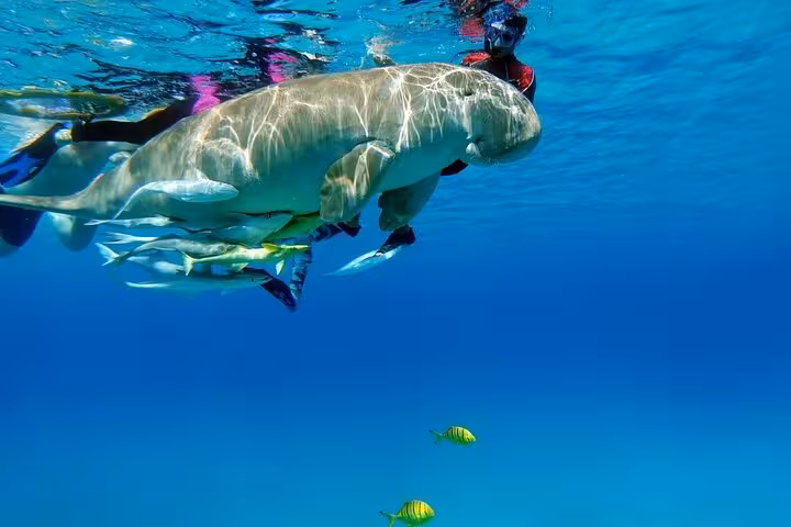 Snorkelers watching a dugong at Marsa Mubarak, Marsa Alam boat trip snorkeling with Red Sea marine life