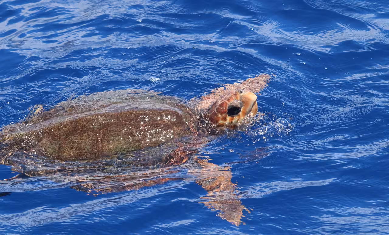 Sea turtle surfacing in vibrant blue ocean, highlighting marine life on a cetacean sighting tour.