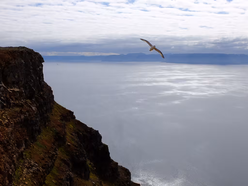 Seabird gliding over ocean beside rugged cliff, scenic viewpoint on Solar Eclipse Hike coastal trek