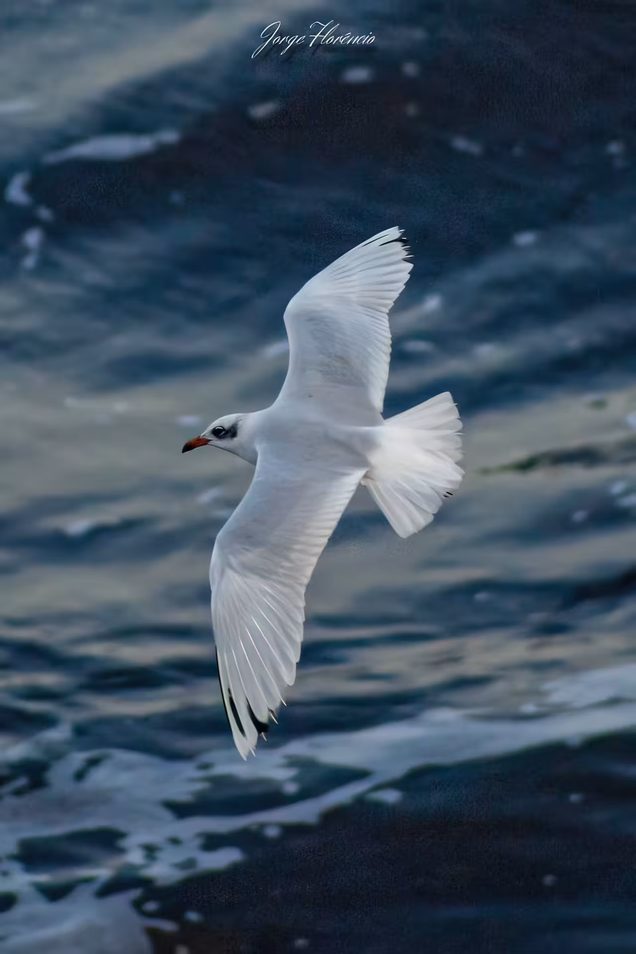 White seabird gliding above deep Atlantic waves on a wildlife-watching cruise from Lagos to Ponta da Piedade