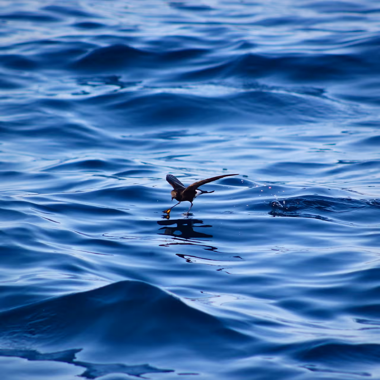 A seabird skims over vibrant blue ocean waves, perfect for birdwatching tours and marine wildlife enthusiasts.